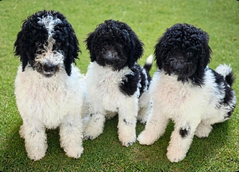 READY NOW Beautiful kc standard poodle puppies