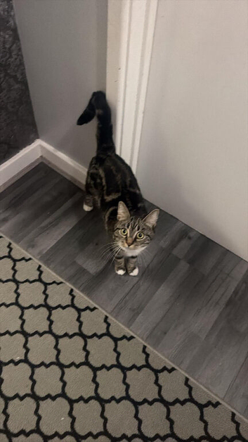 Tabby Cat