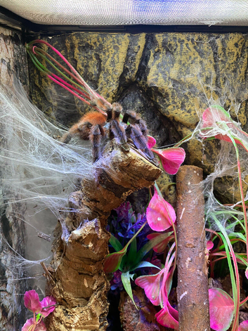 Large collection of tarantulas all with exo terror enclosures, need to sell due to house move,