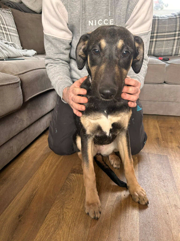 Labrador x saluki x greyhound