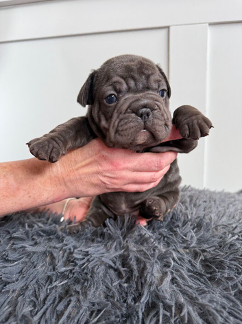 Stunning Big Rope, Velvet & Rojo French Bulldogs
