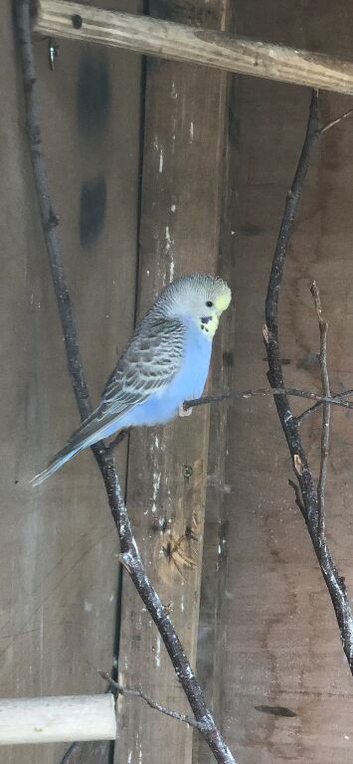 Semi tame budgies