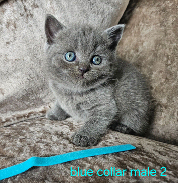 3 pedigree British blue shorthairs kittens