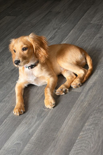 Forever home needed