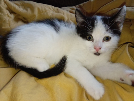 2 kittens