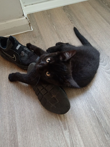 Kitten