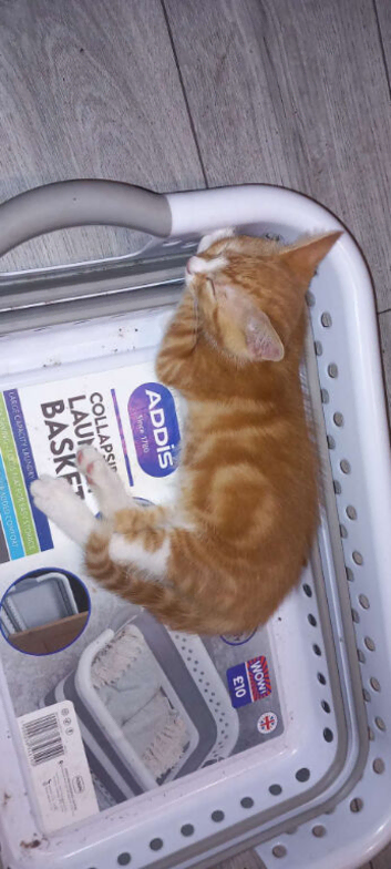 1 ginger female kitten