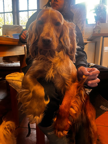 Proven Cocker Spaniel