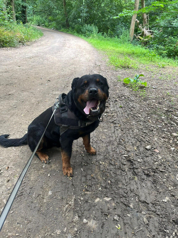 Rottweiler puppies looking for new jobs