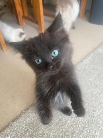 Two kitten boys ragdoll blue eyes