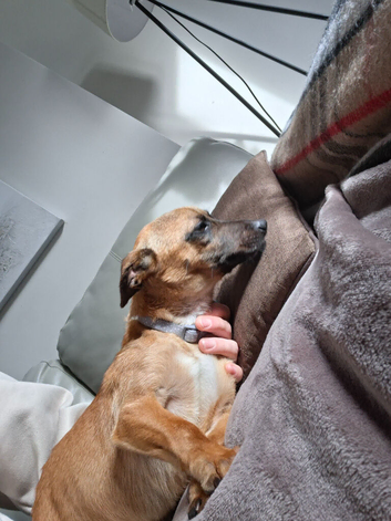 Rehoming my pup housing circumstances