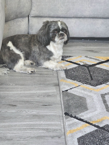 Beautful male  grey n white for stud