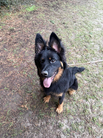 German shepherd cross Rottweiler