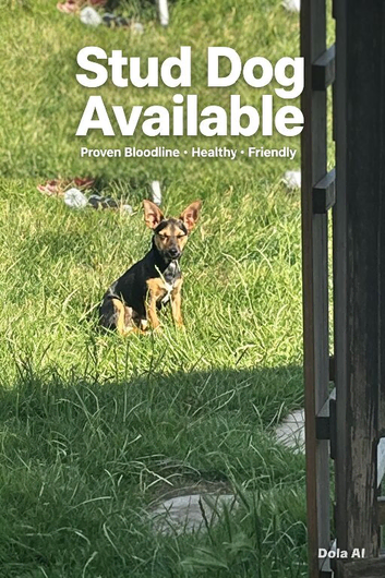 Jack Russel for stud