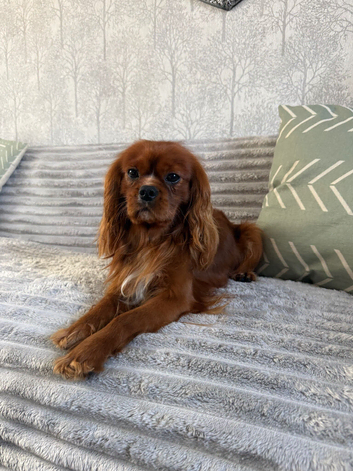 Kc Health Tested Ruby Cavalier King Charles At Stud