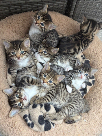 4 male Bengal x kittens for sale