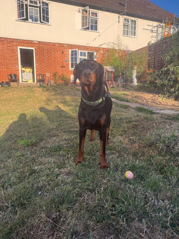 Handsome 3 year old Doberman stud