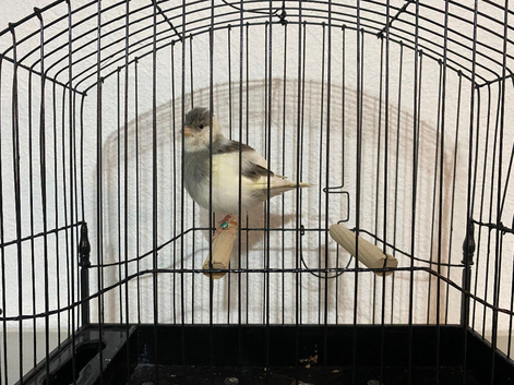 Good quality fife canaries