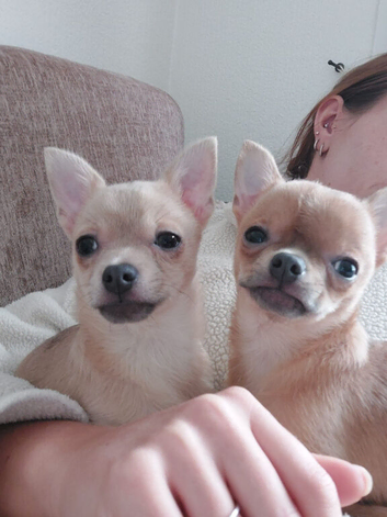 Chihuahua