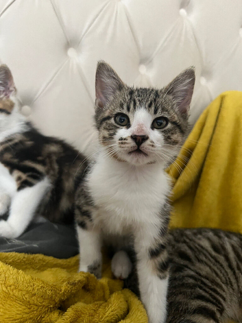 Kittens
