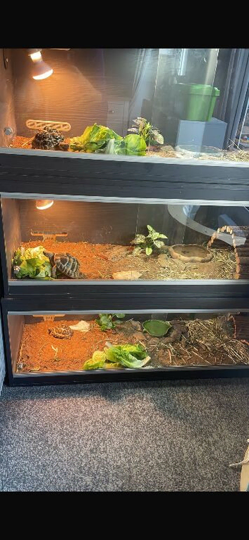 Tortoises with set ups