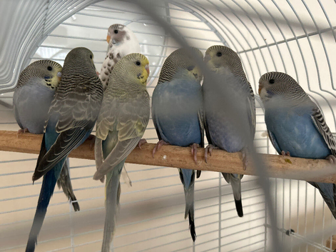 Baby Budgies