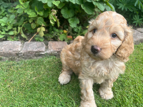 F1b cockapoo puppies