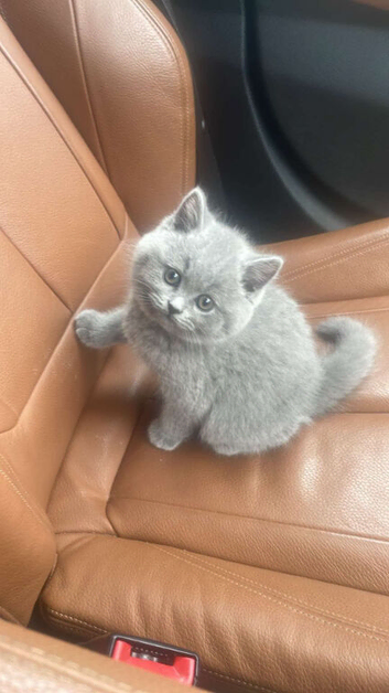 Kittens