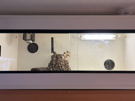 Red bearded dragon with vivarium