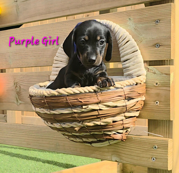 Last pup ready 15 June Miniature dachshund puppies