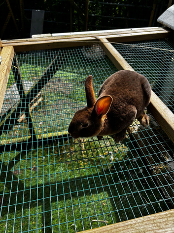 Mini Rex