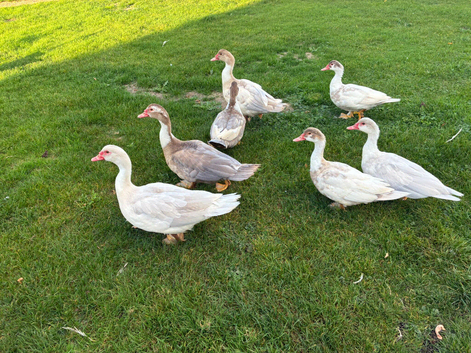Muscovy ducks - mixed ages