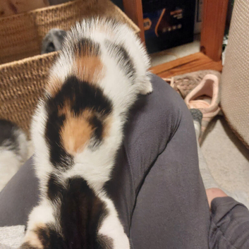 Female Calico Girl Kitten White Black Ginger multi colour