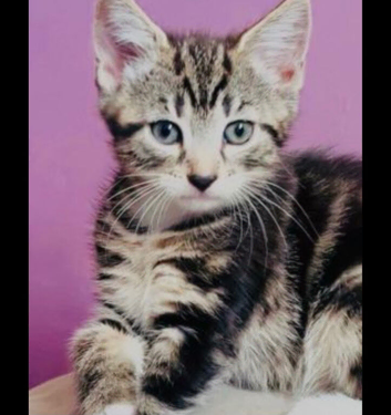 3 beautiful female kittens, ready to leave now