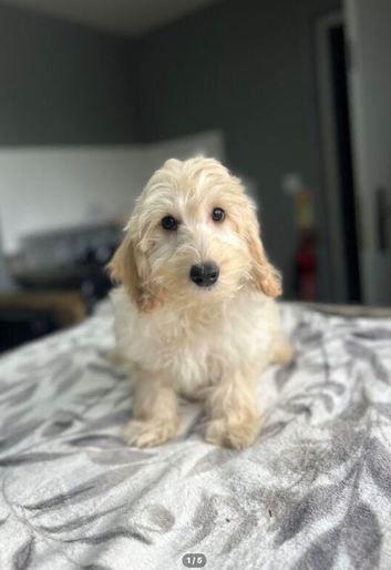 Bluebell 2 f1b cockapoo boys ready to be viewed