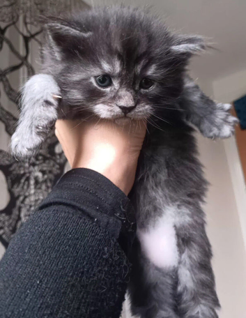 Purebred MaoneCoon kitten