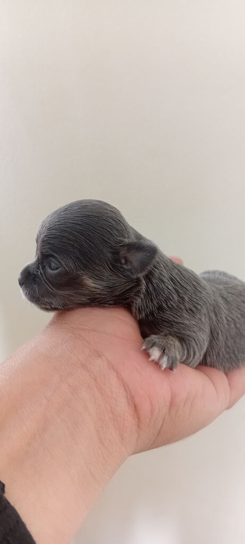 Beautiful pure chihuahua puppys blue brindle color