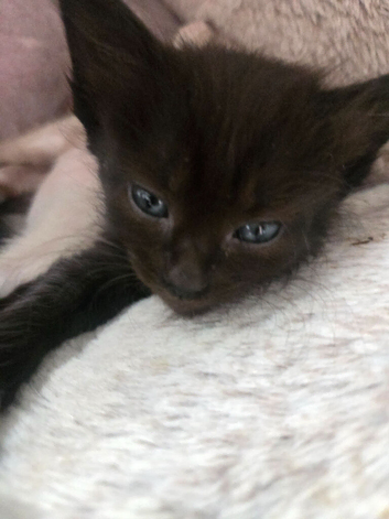 REDUCED READY now Bio cream boy beautiful markings. and 6 girls  avaliable now