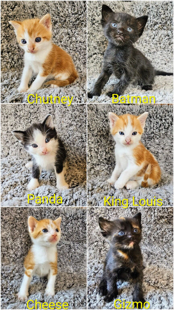 Domestic Short Hair kittens