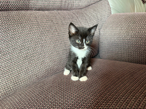 Black and white kitten