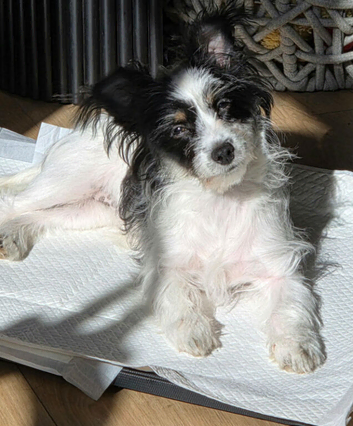 Papillon cross 5 months old needs new home