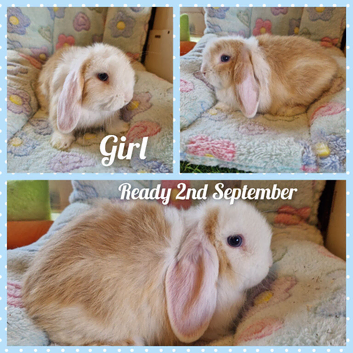 Mini lop kits. Can be vaccinated and vet checked