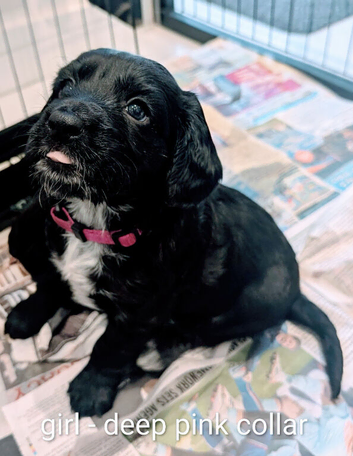 Beautiful litter of working KC reg puppies