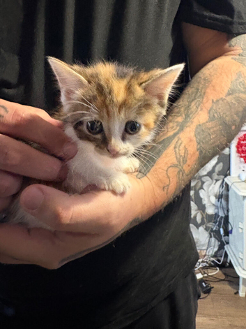 3 beautiful kittens ready this weekend