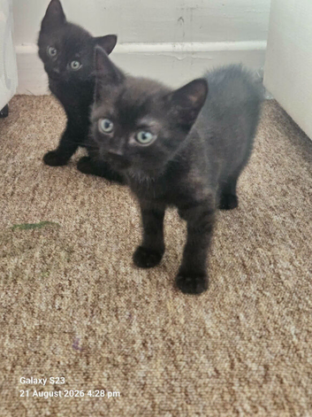 Kittens