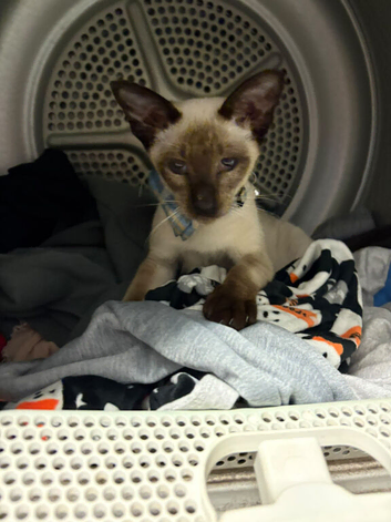 Male siamese