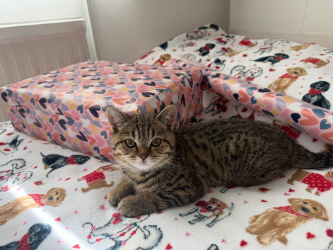 British Shorthair male