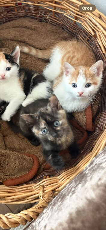 Playful Tortie Kitten Ready for Her Forever Home