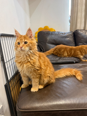 Maine Coon kittens (boys)