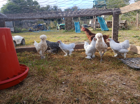 Lavender pekin pullets